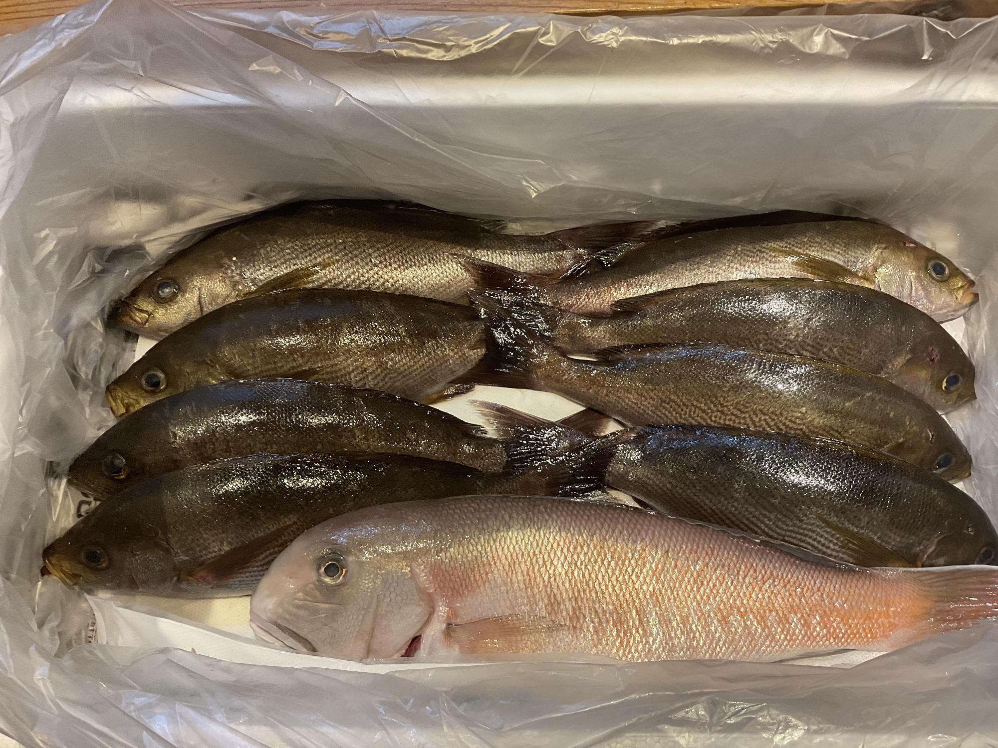 愛媛　愛南の神経〆の魚たち