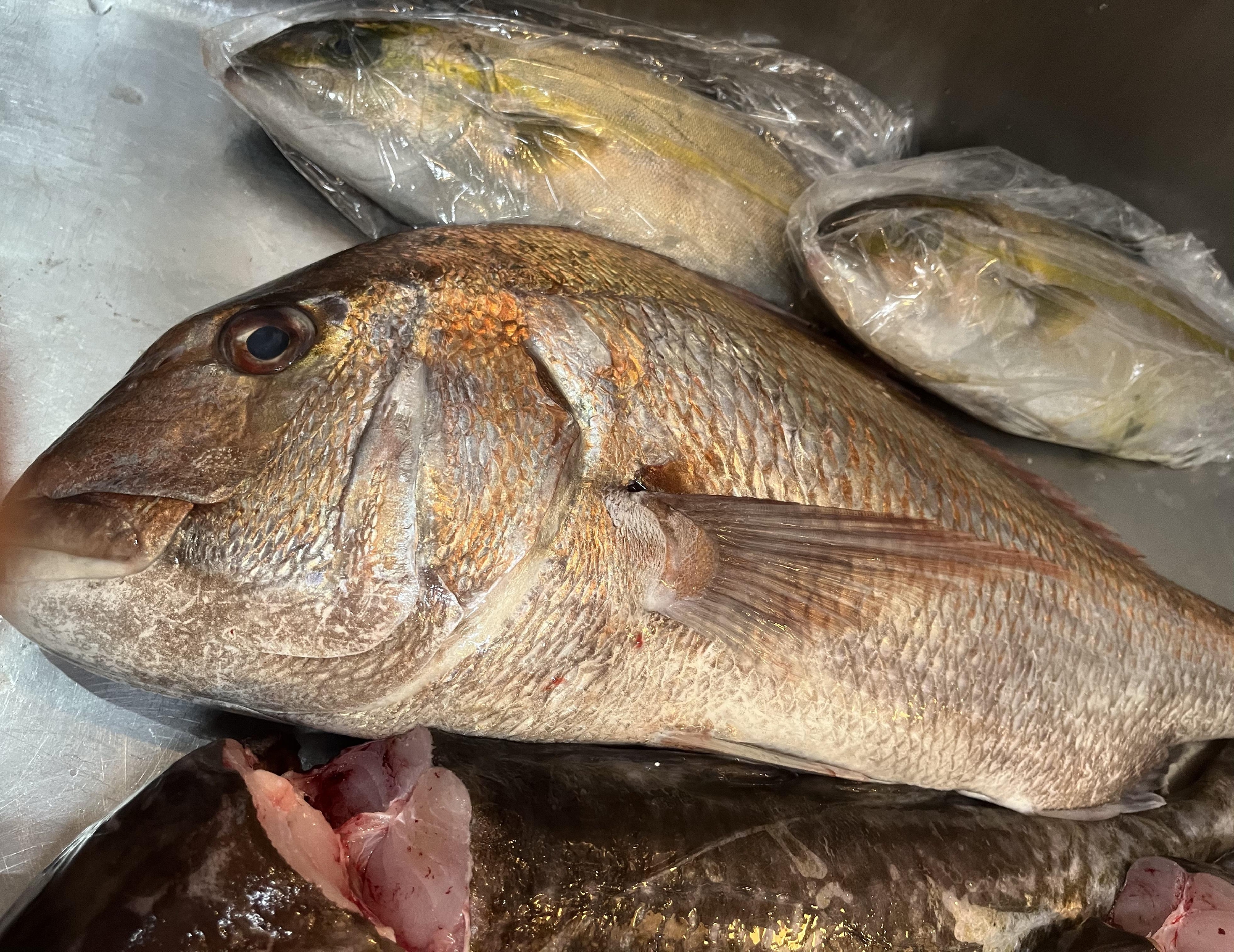 青森　陸奥湾の魚たち