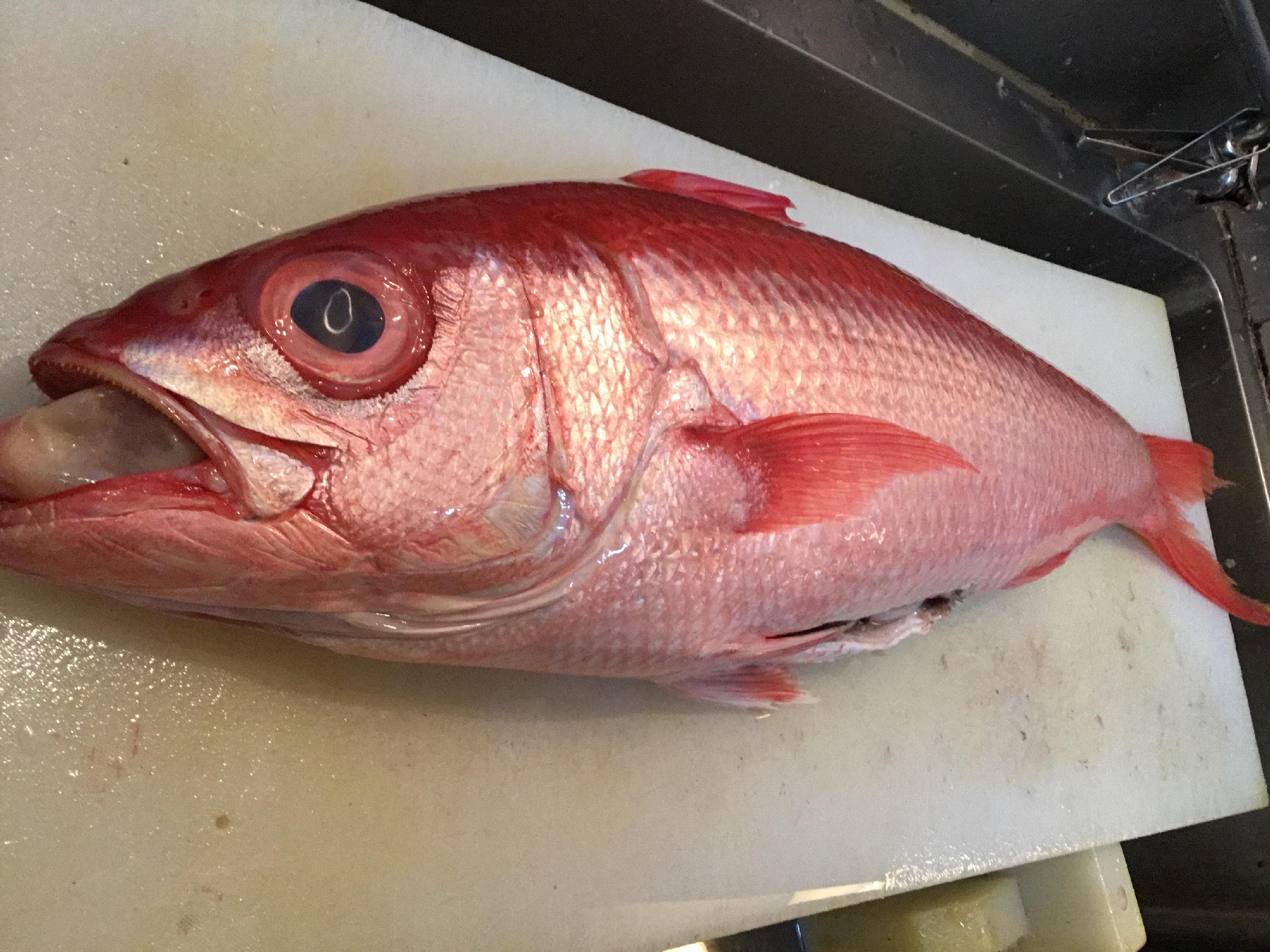 幻の魚 伊豆半島 伊東 浜鯛が入荷しております。