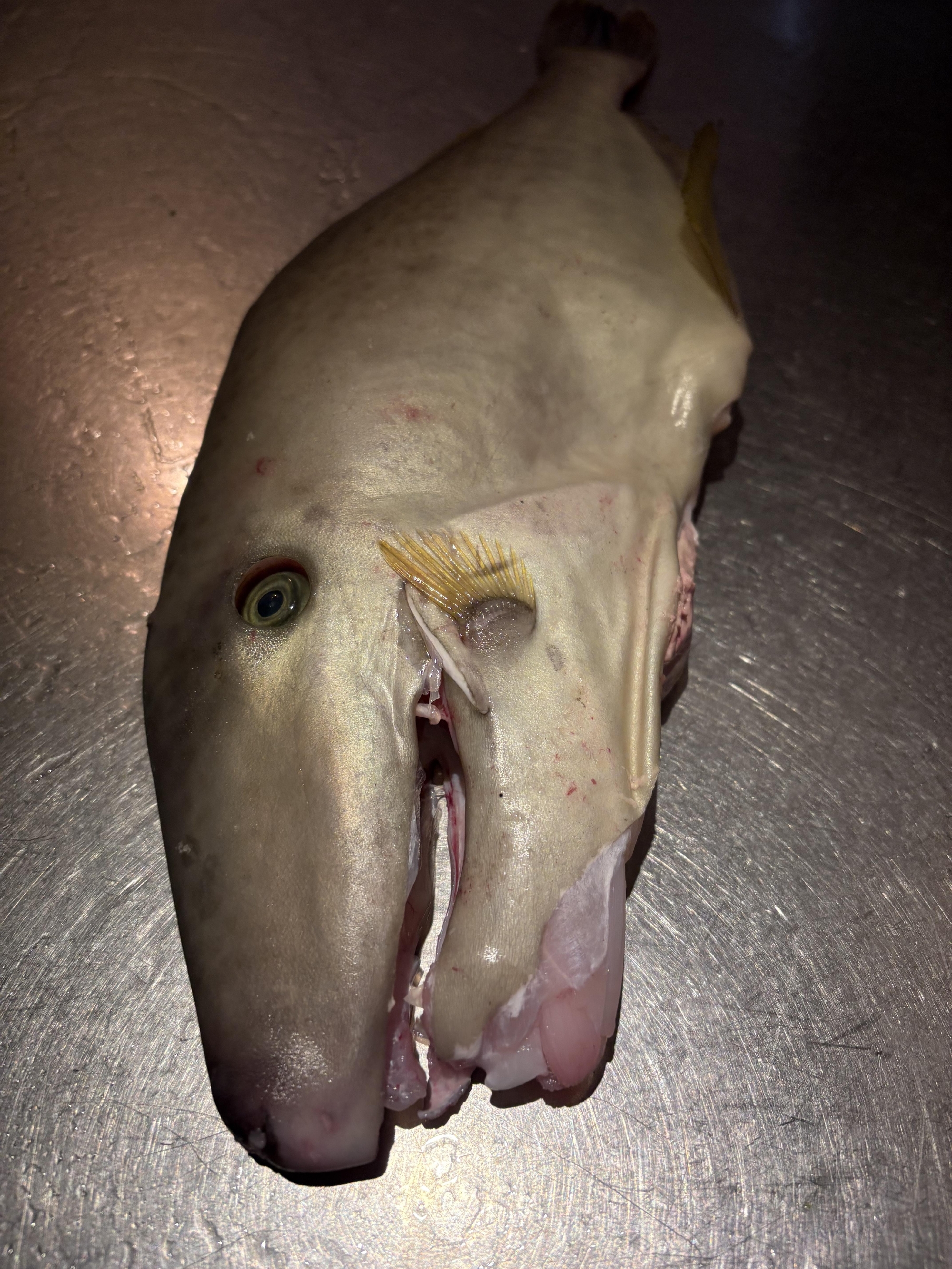 神経〆ウスバハギ