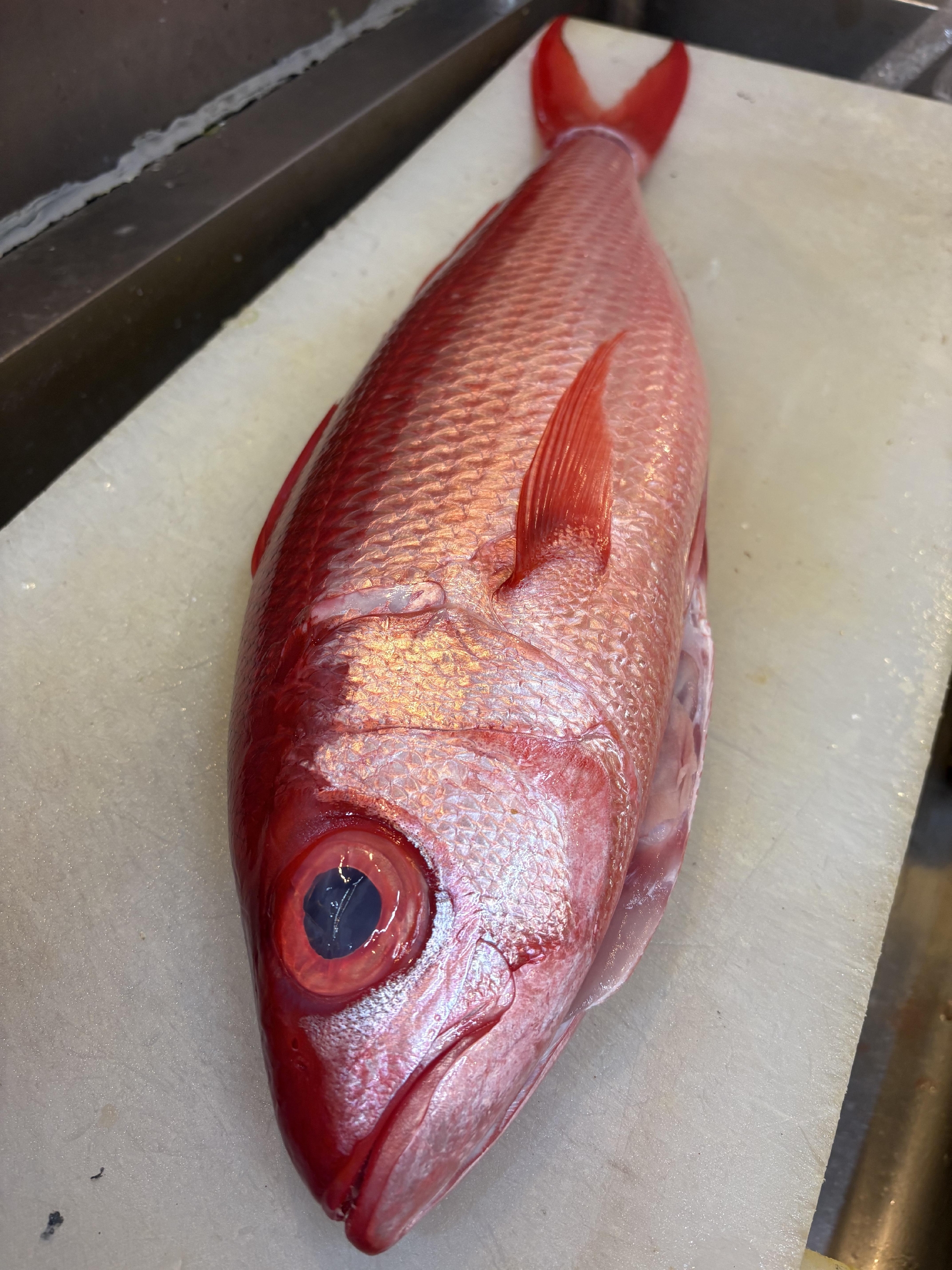 伊豆半島　伊東　浜鯛