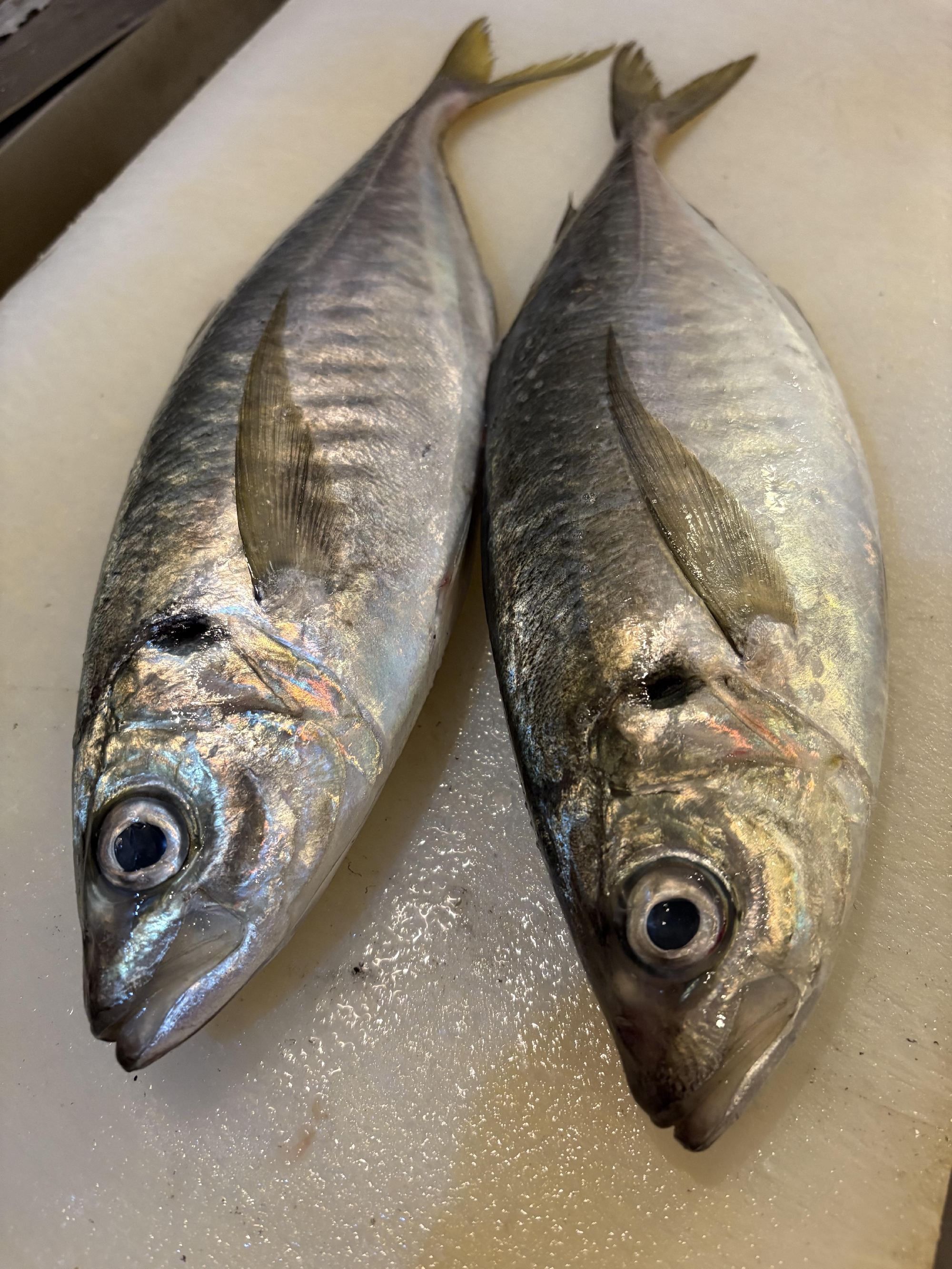 南房総　活〆黄金あじ