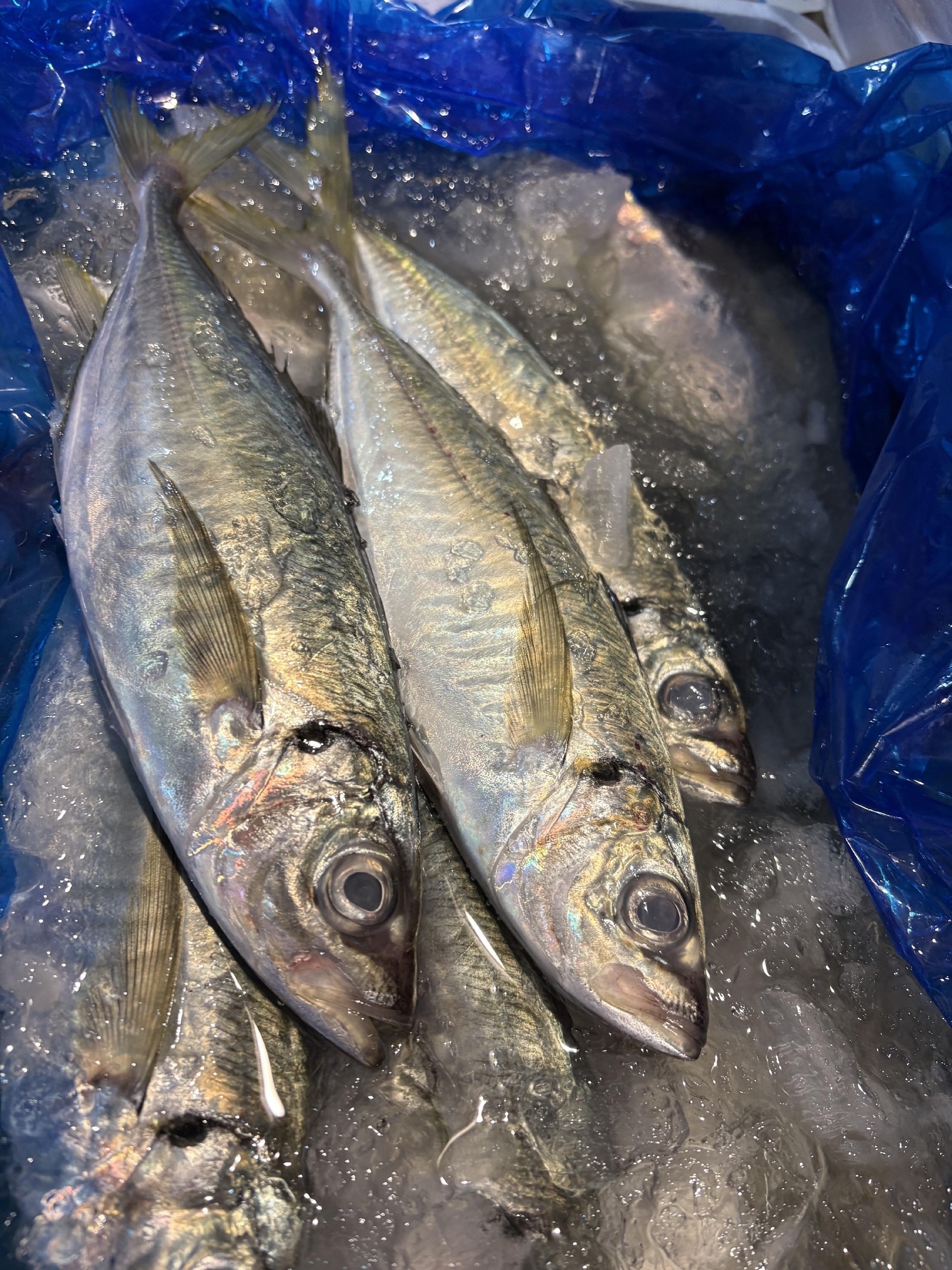 佐賀　唐津　真アジ