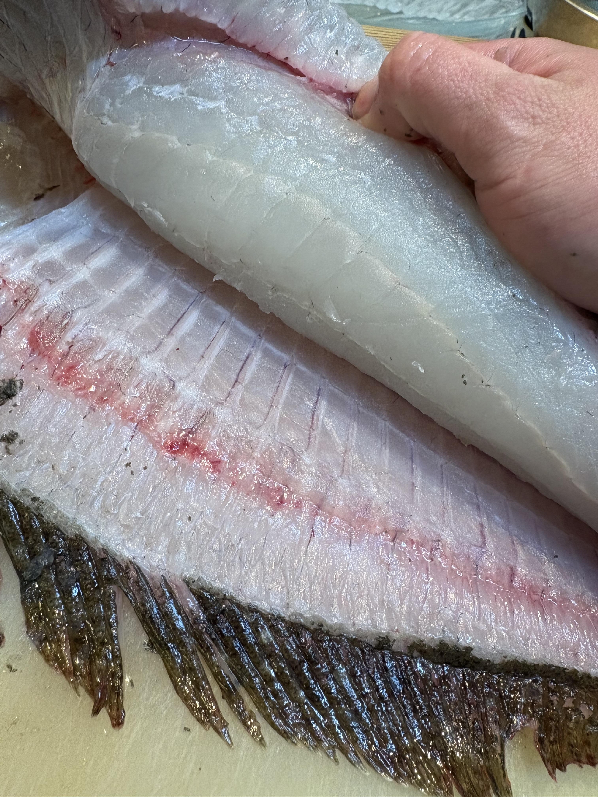 五島列島 福江島 神経〆天然平目