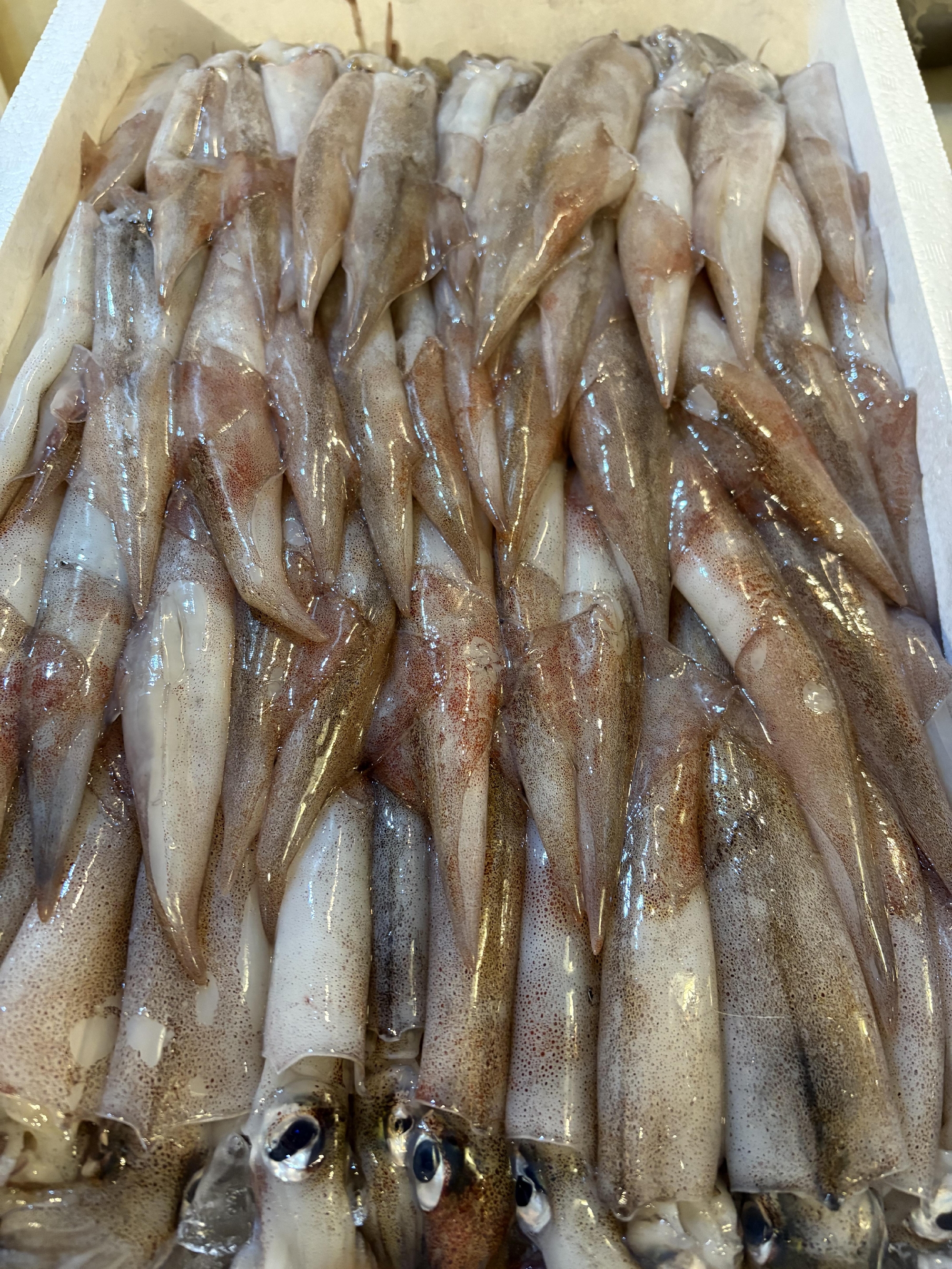 京都産 定置網 子持ちヤリイカ